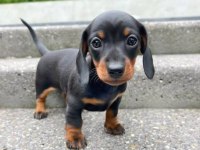 Black  Dachshund Sosis Köpek Yavrular