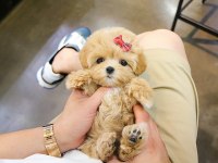 HİPOALERJENİK MALTİPOO BEBEKLERİMİZ