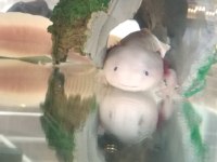 Axolotl Meksika Semenderi