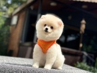 Sağlık ve ırk garantili pomeranianlarımız
