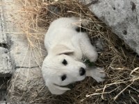 Kangal - Anadolu çoban köpeği ve Akbaş yavrusu