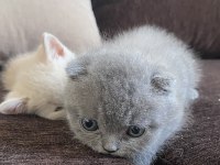 Son yavru scottish fold