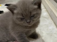 BRİTİSH SHORTHAİR 2 ADET DİŞİ YAVRU