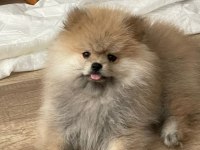 3 Aylık Yavru Pomeranian