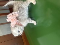 Yavru scottish fold