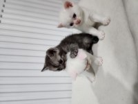 British shorthair bebekler