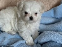 Muhteşem Kore maltese