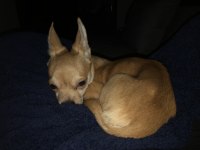 1.5 yaşında erkek chihuahua