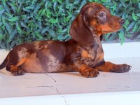 Çikolata merle rengi ile en güzel dachshund