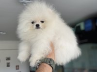 Tea cup kar beyaz pomeranian yavrumuz