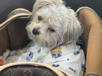 Uyumlu Sevecen Morkie