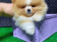 Pomeranian 4 aylık yavru