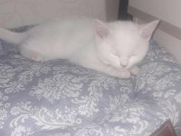 British shorthair İncimize yeni Aile arıyoruz