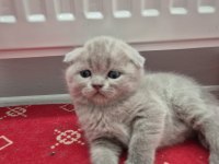 Scottish fold kedilerimiz yeni yuvalarını arıyorlar