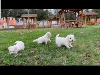 Çok sevimli maltipoo köpeği yavruları