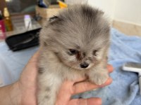 Blue Merle Pomeranian Mini Boy