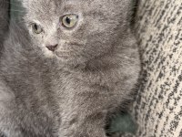 British shorthair kedisi
