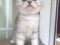 Scottish fold silver