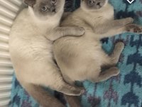Birbirinden ayrılmayan tatlı scottish fold arkadaşlar