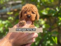 TOY POODLE KÖPEĞİ