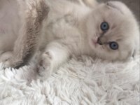 Yavru scottish fold beyaz