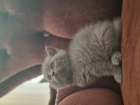 British shorthair sahiplendiriyoruz