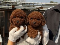 Sevginin en zarif hali toypoodle yavruları
