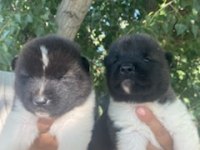 Üretim Çiftliğimizden Akita Yavrularımız