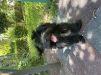 Minik köpeğimiz yuva arıyor