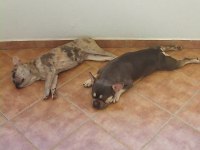 Ücretsiz sahiplendirme french bulldog