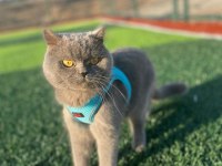 1 yaşında british shorthair gri