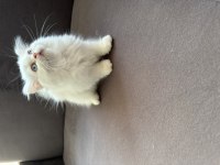 Antalya içi sahiplendirilecek british longhair