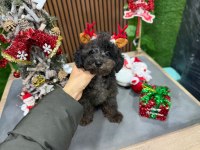 Silver toy poodle