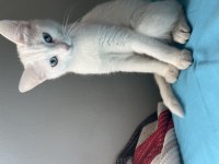 Kedimiz yeni yuva bekliyor