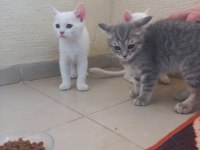 3 adet beyaz yavrular