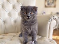 Sevimli Scottish fold kız