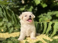Kar Beyaz Maltese Terrier Yavrular