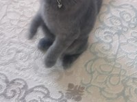 Evcil uyumlu sakin british longhair