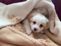 Çok tatlı maltipoo bebekler