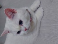 British shorthair 8 aylık kedimiz