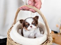 Longhair Three Color Chihuahua