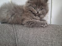British longhair bebek