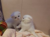 Scottish fold ve british yavrular