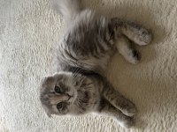 Minik scottish fold yavrumuzu sahiplendiriyoruz