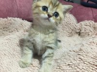 Erkek british shorthair yavru kedimiz