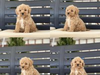 Yavru Köpeğimiz Toy Poodle