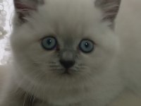 2 aylık blue point british shorthair