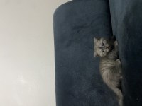 YAVRU KEDİLERİMİZİ SAHİPLENDİRECEĞİZ