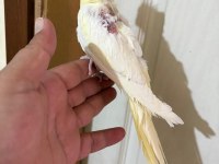 45 GÜNLÜK LUTİNO BEBEK SULTAN PAPAĞANI