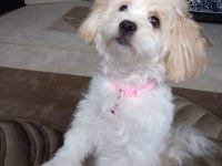 Maltipoo kızımıza yuva arıyoruz Ankara içi